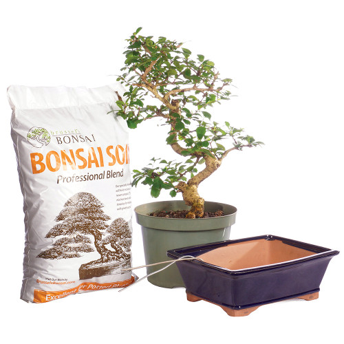Fukien Tea Large tree container and soil 