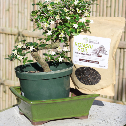 Large Fukien Tea Pot it Yourself