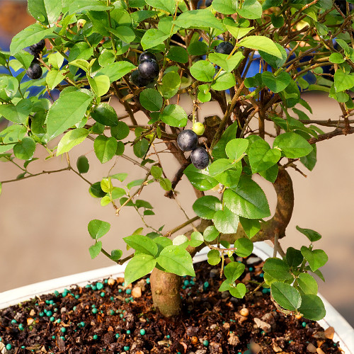 A small bonsai tree with blueberries growing in a decorative pot, showcasing vibrant green leaves and ripe fruit
