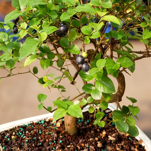 Chinese Sweet Plum foliage view