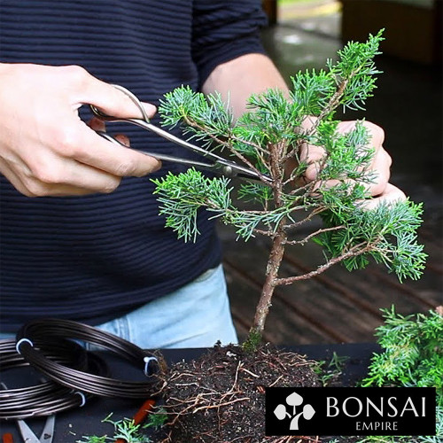 Getting Started With Bonsai