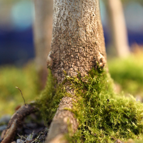 Detailed view of a tree with lush green moss growing on its surface, showcasing the intricate patterns of nature