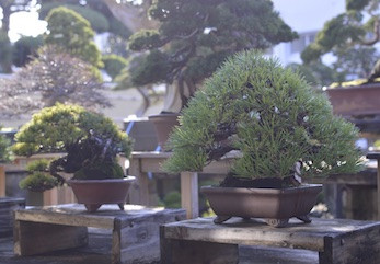a group of bonsai trees on wooden tables