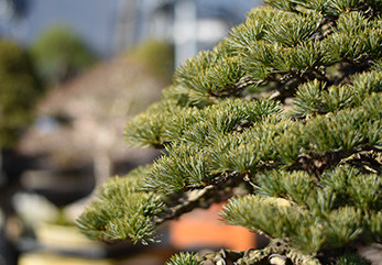 a close up of a tree