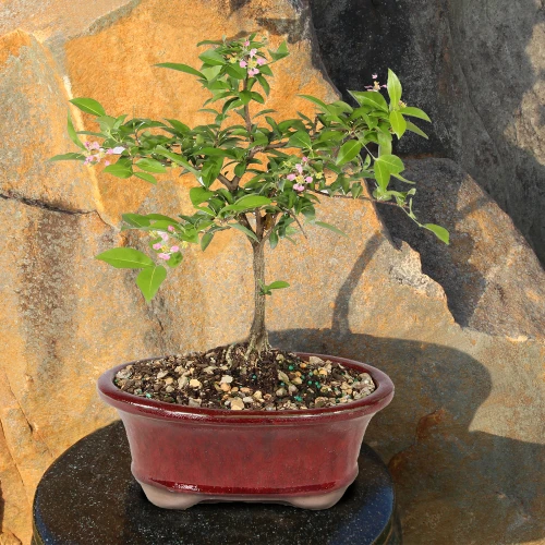 Barbados Cherry in an outdoor setting