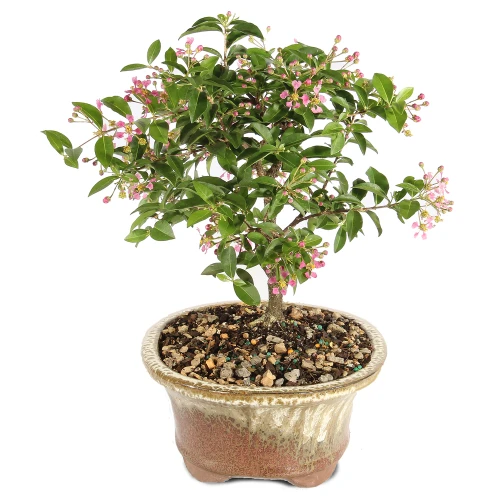 Barbados Cherry right side view 
