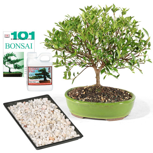 a potted plant with white flowers and a container of fertilizer