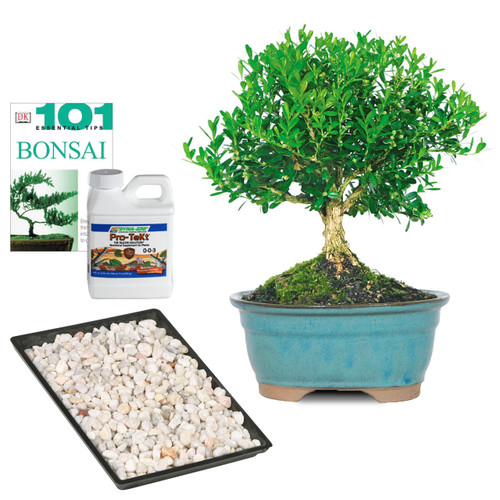 Harland Boxwood Complete Gift - DT5512HBCG