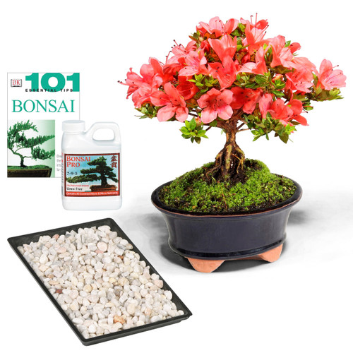 Satsuki Azalea Complete Gift - DT8014AZCG - Brussel's Bonsai