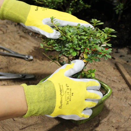 A gloved individual trimming a small tree with pruning shears, surrounded by greenery