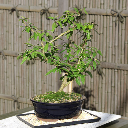 a small tree in a pot