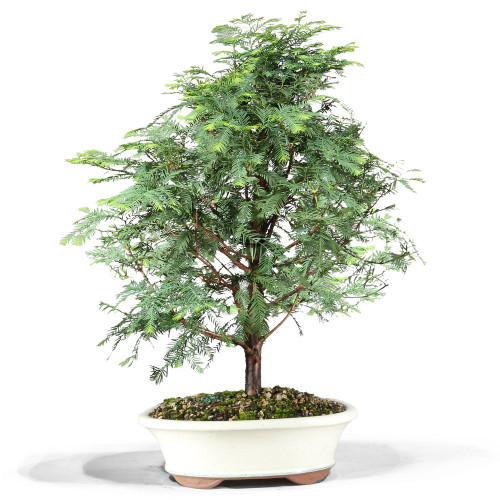 Dawn Redwood medium in Bonzai Pot