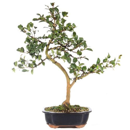 Camellia - ST6923CS-B