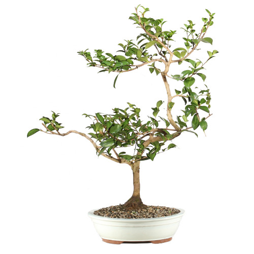 Camellia - ST6923CS-V