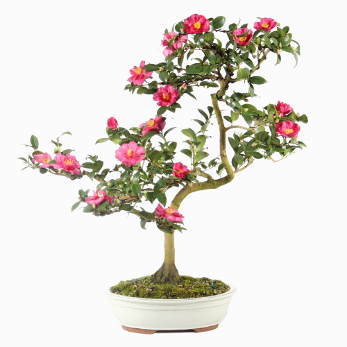 Camellia - ST6923CS-V