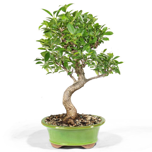 Golden Gate Ficus - ST8323GGF-O