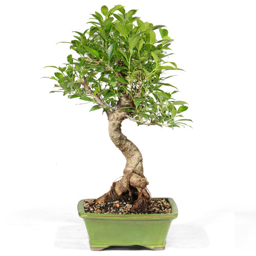 Golden Gate Ficus - ST8423GGF-W