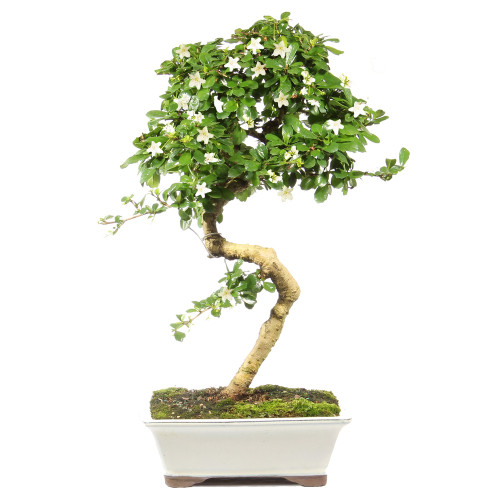 a small tree with white flowers