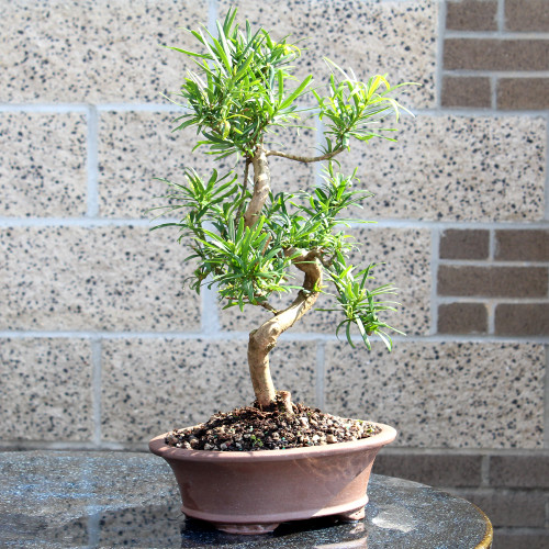 a small plant in a pot