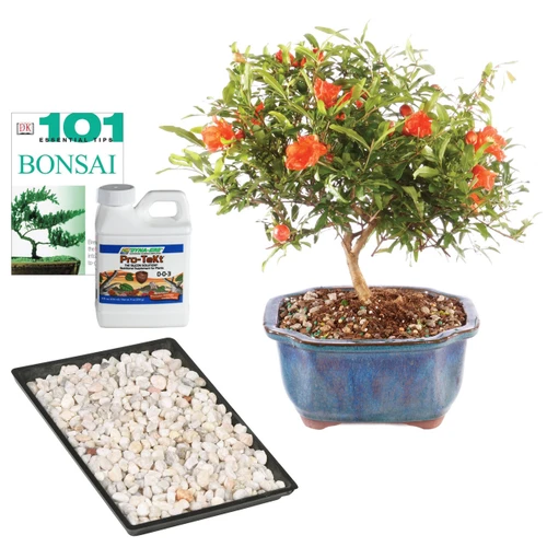 Pomegranate Complete Gift - DT0609PGCG