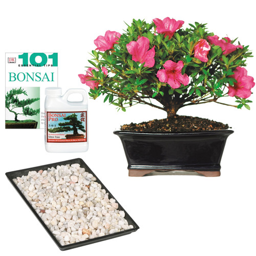 Satsuki azalea medium Complete Girft Set in Bonzai Pot