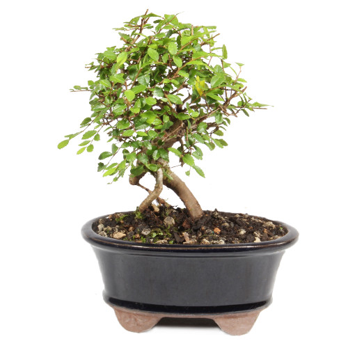 a small tree in a blue pot