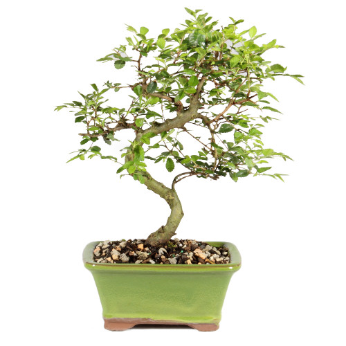 a small tree in a pot