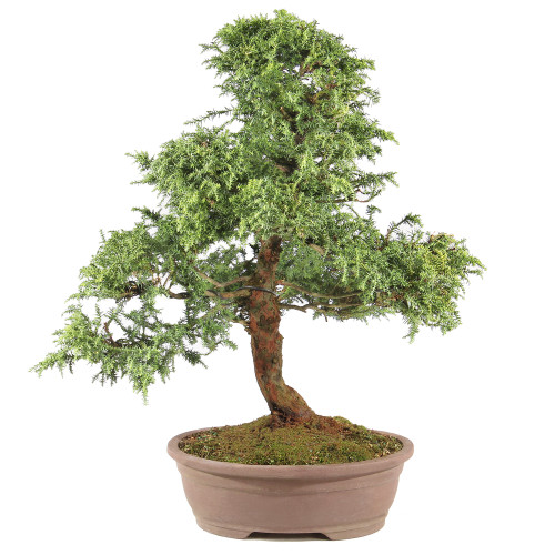Cryptomeria - ST3424CJT-R