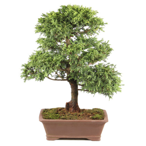 Cryptomeria - ST3424CJT-Y
