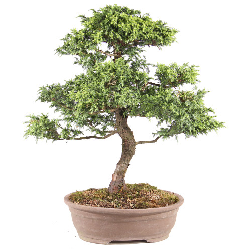 Cryptomeria - ST3524CJT-A