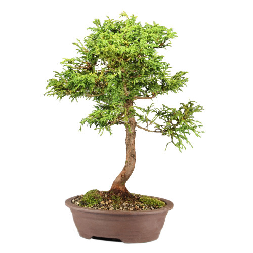 Cryptomeria - ST3524CJT-E