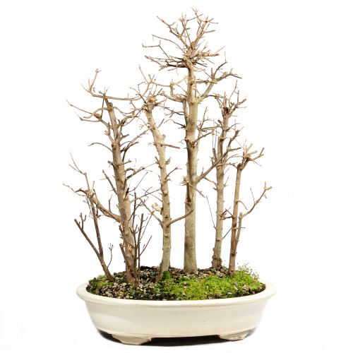 a potted plant with many trees