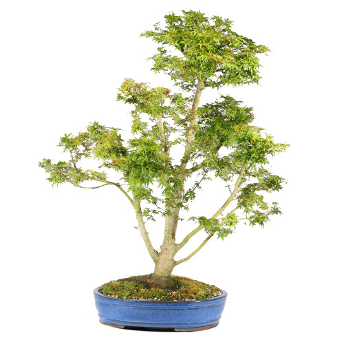 Japanese Maple 'Sharp's Pygmy' - ST3123JMSP-H