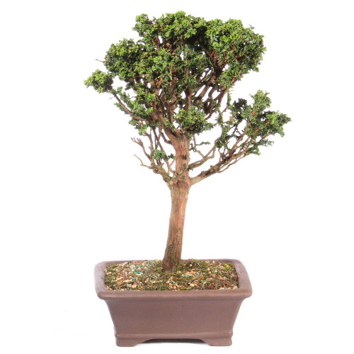 Hinok Cypress 'Sekka' - ST3623SK-D