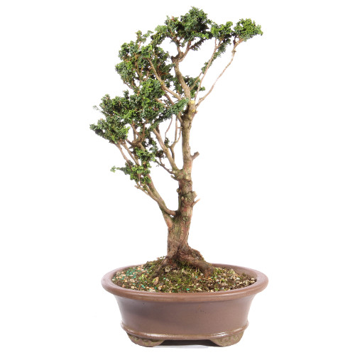 Hinok Cypress 'Sekka' - ST3623SK-I