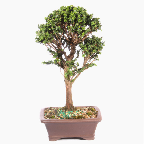 Hinok Cypress 'Sekka' - ST3623SK-U
