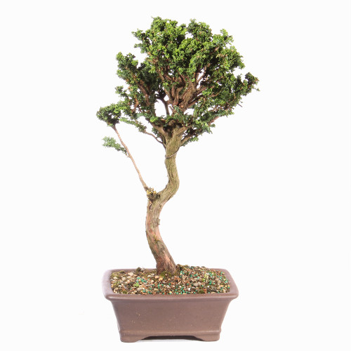Hinok Cypress 'Sekka' - ST3623SK-W