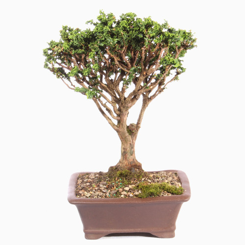Hinok Cypress 'Sekka' - ST3623SK-Y
