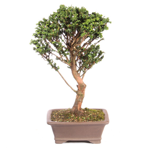 Hinok Cypress 'Sekka' - ST3723SK-E