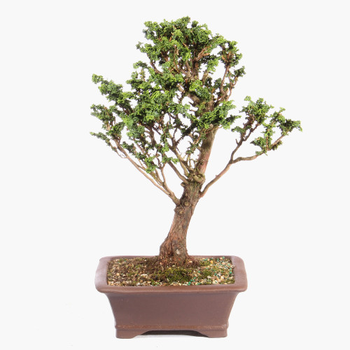 Hinok Cypress 'Sekka' - ST3723SK-G