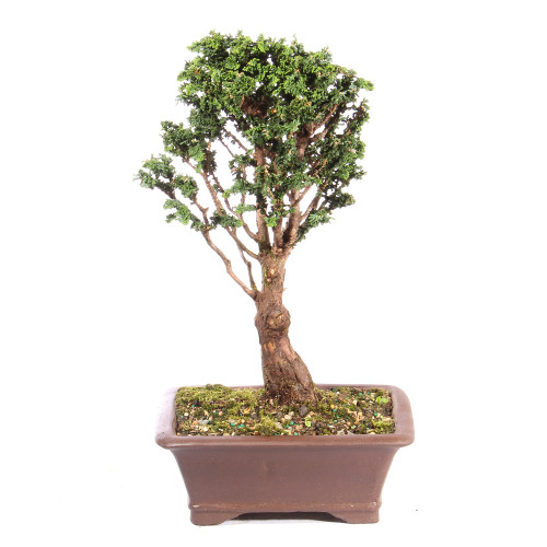 Hinok Cypress 'Sekka' - ST3723SK-I
