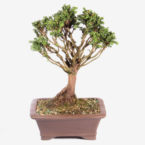 Hinok Cypress 'Sekka' - ST3723SK-J