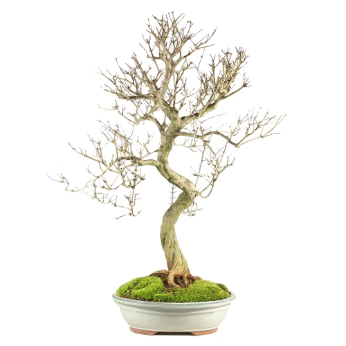 A small bonsai tree in a black pot, set on a white background for contrast