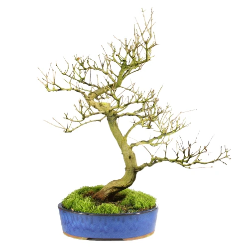 A small bonsai tree in a black pot, set on a white background for contrast