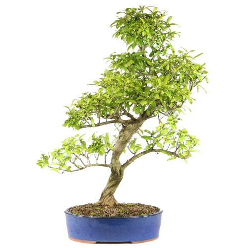 a small tree in a blue pot