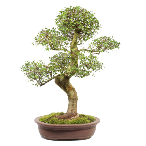 Chinese Elm - ST4121CE-G