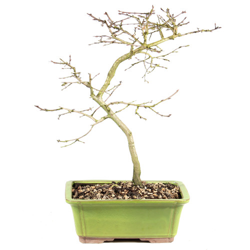 Korean Hornbeam - ST4024KH-F