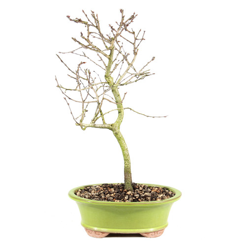 Korean Hornbeam - ST4024KH-J