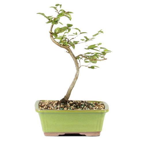 a small tree in a pot