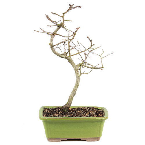Korean Hornbeam - ST3924KH-Z
